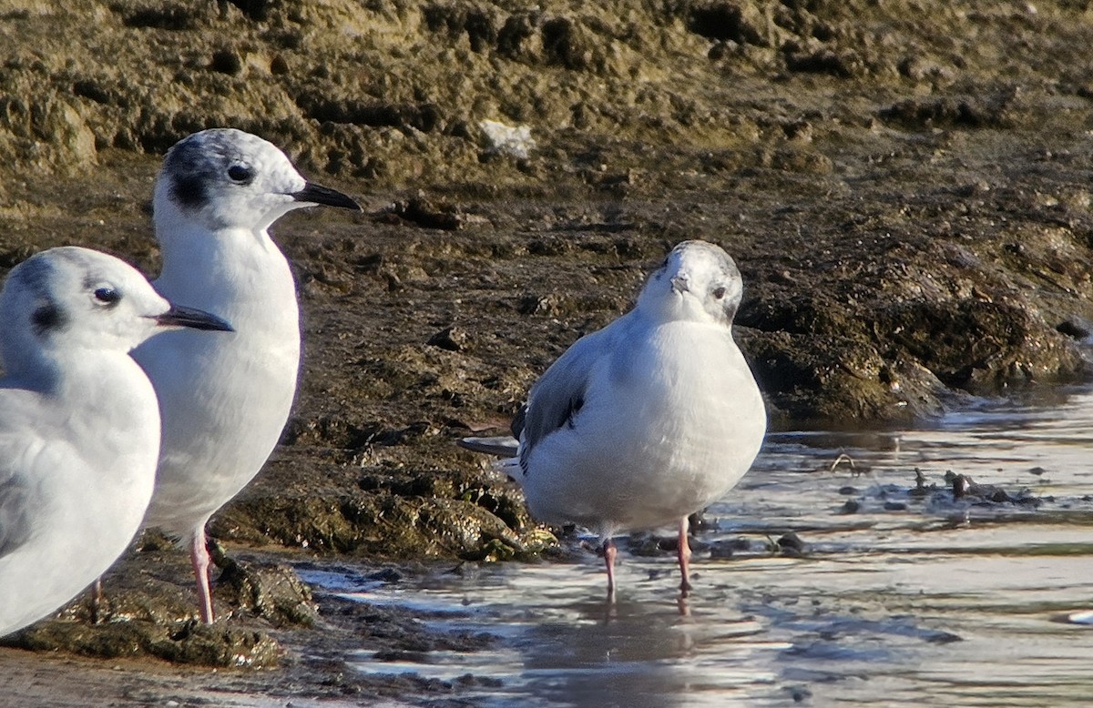 Little Gull - ML621656282