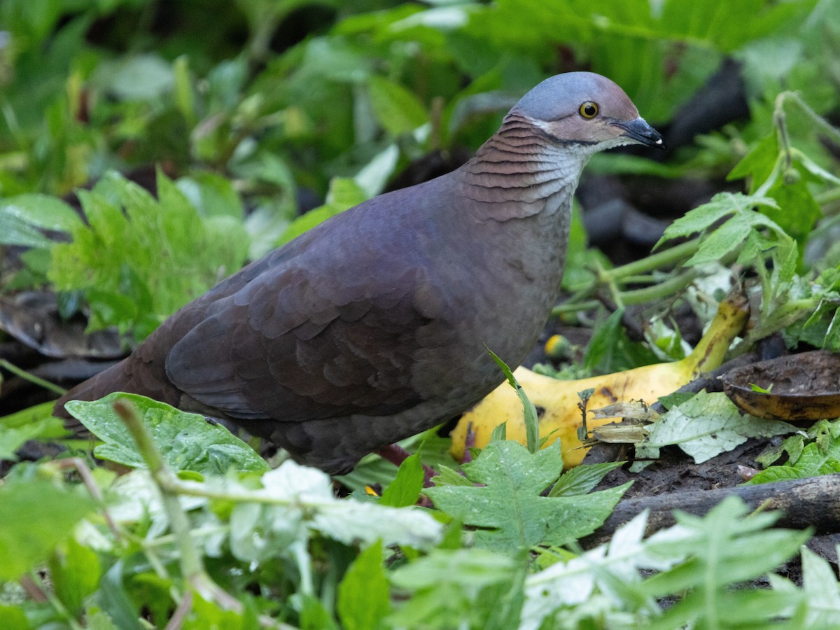 White-throated Quail-Dove - ML621656287