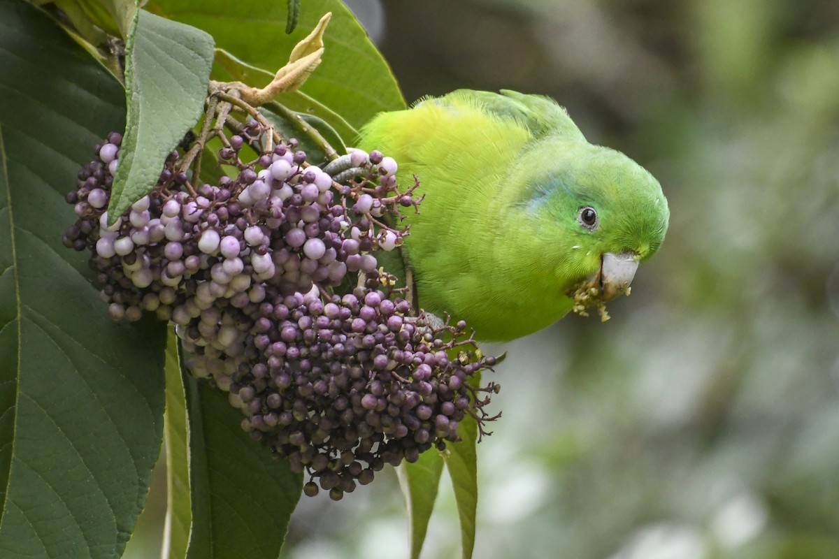 Cobalt-rumped Parrotlet - ML621656324