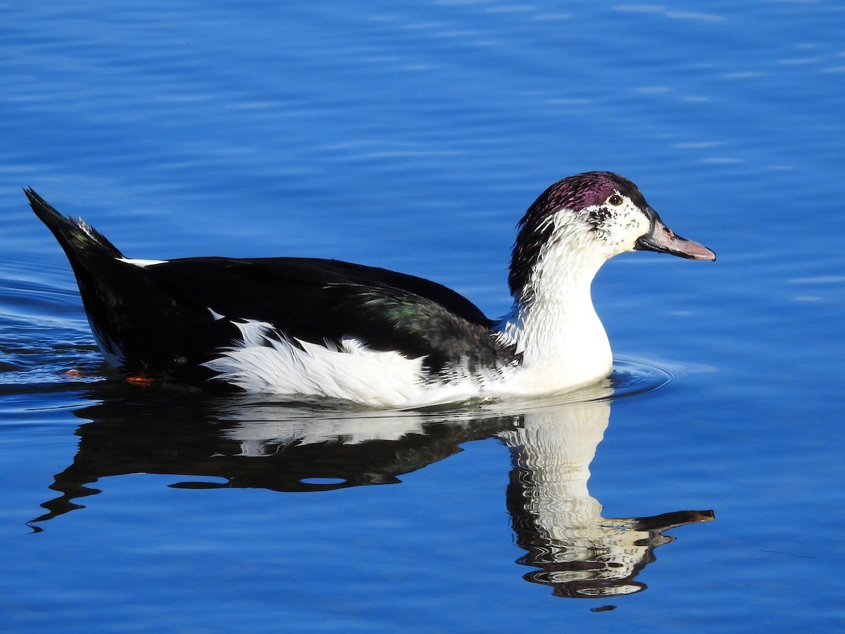Muscovy Duck x Mallard (hybrid) - Ian McLean