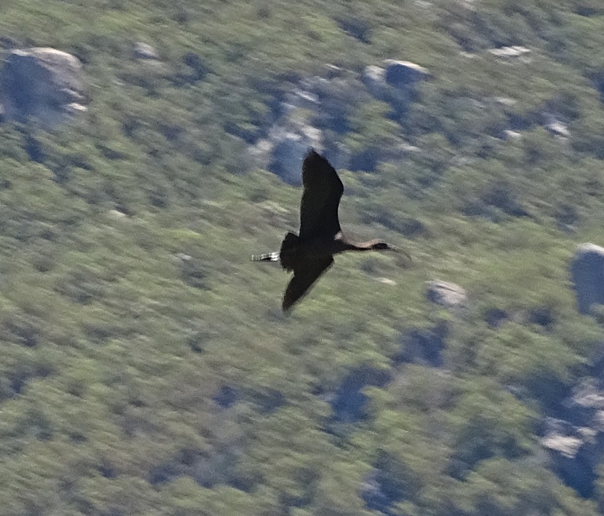 White-faced Ibis - ML621656445