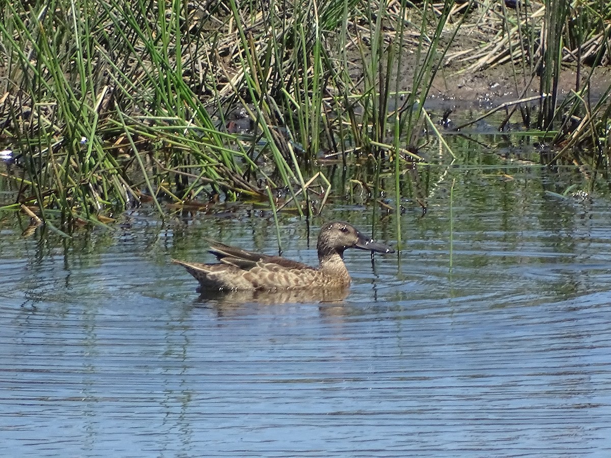 Cinnamon Teal - ML621656549