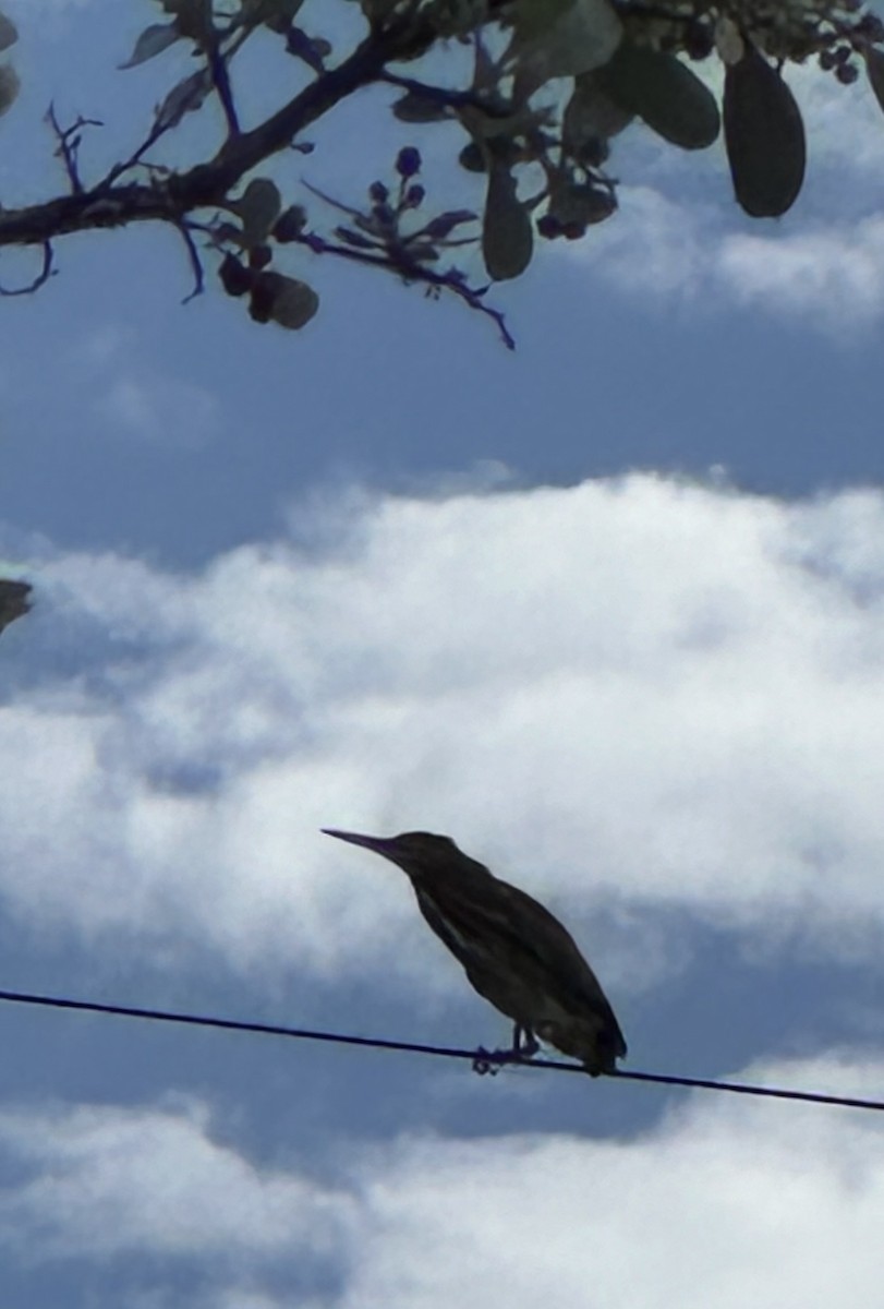 Green Heron - ML621656557