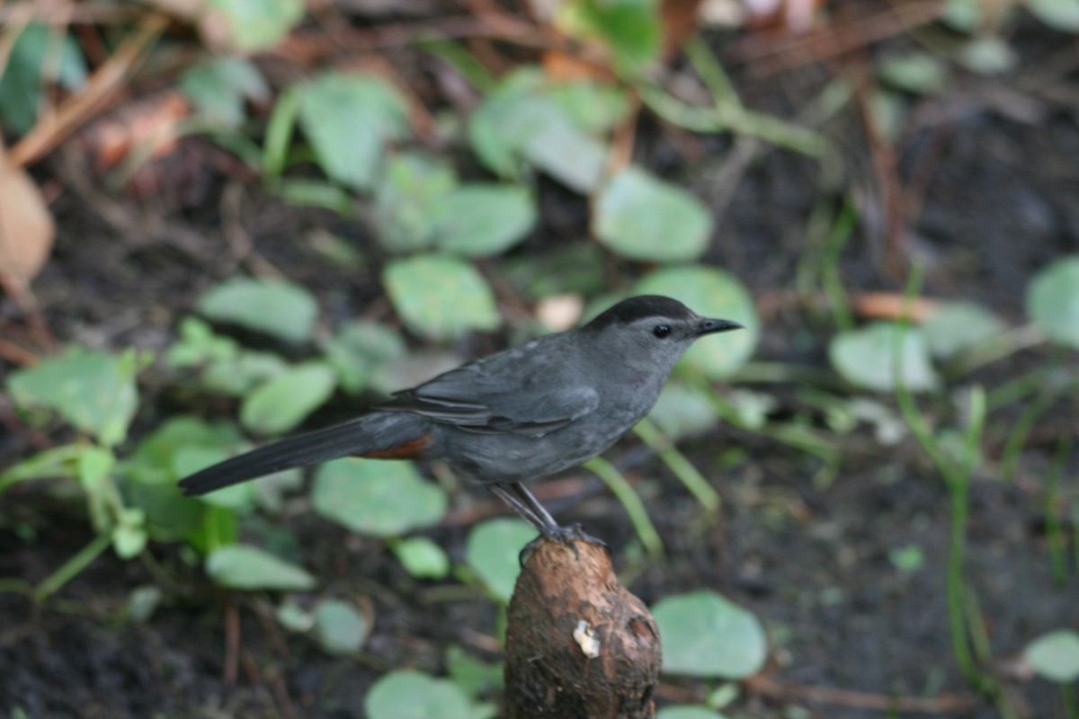 Gray Catbird - ML621656608