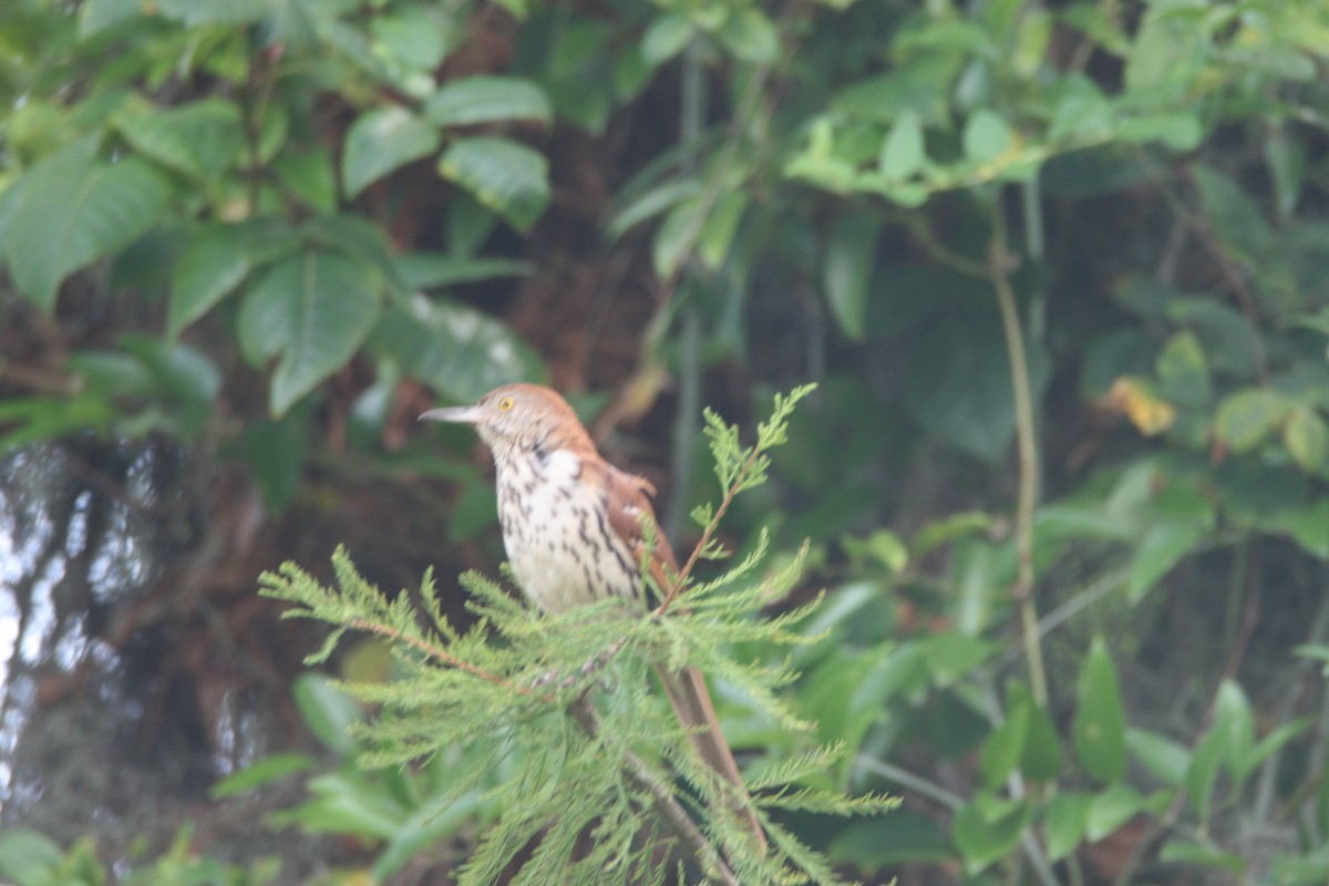 Brown Thrasher - Tim Williams