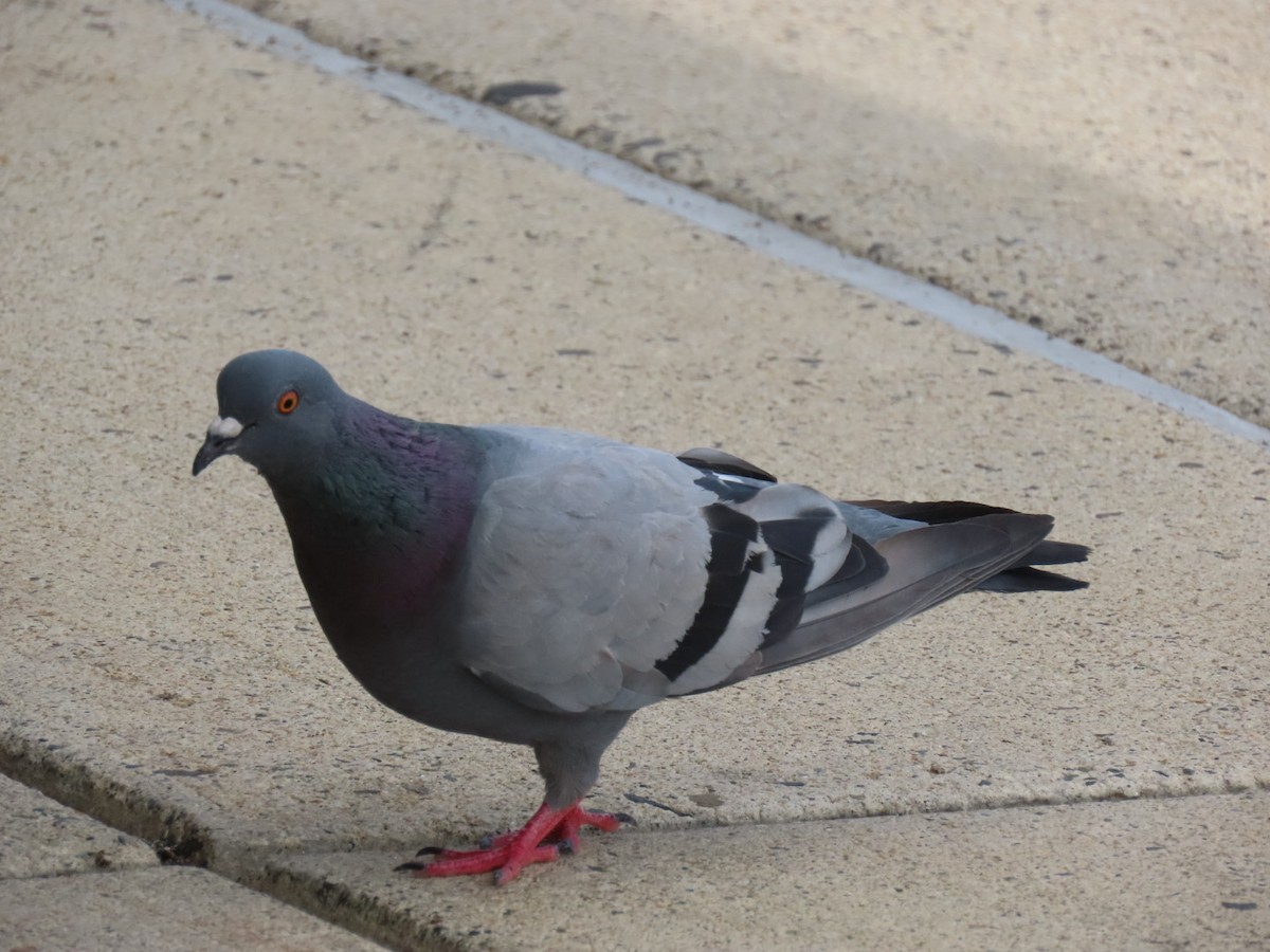 Rock Pigeon (Feral Pigeon) - ML621656650