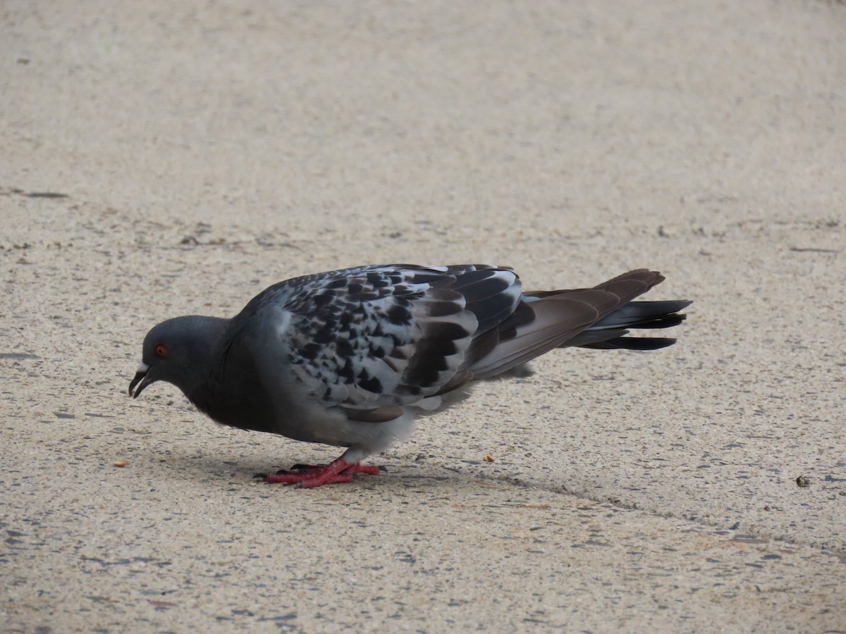 Rock Pigeon (Feral Pigeon) - ML621656652