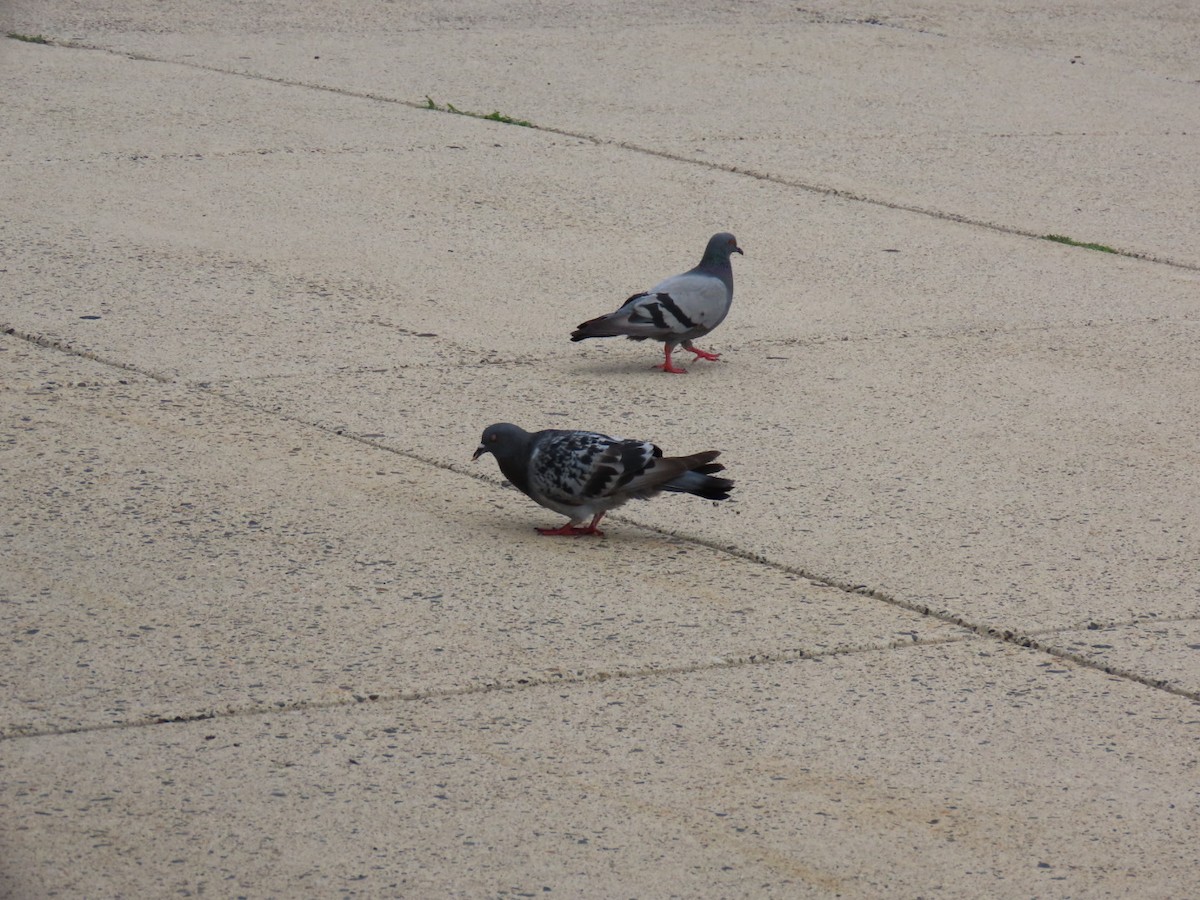 Rock Pigeon (Feral Pigeon) - ML621656653