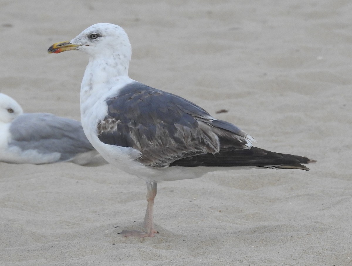 Gaviota Sombría - ML621656709