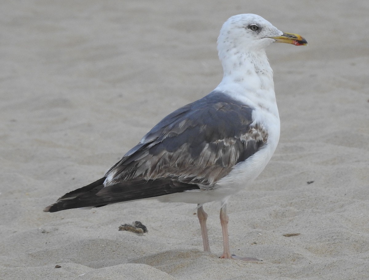 Gaviota Sombría - ML621656710