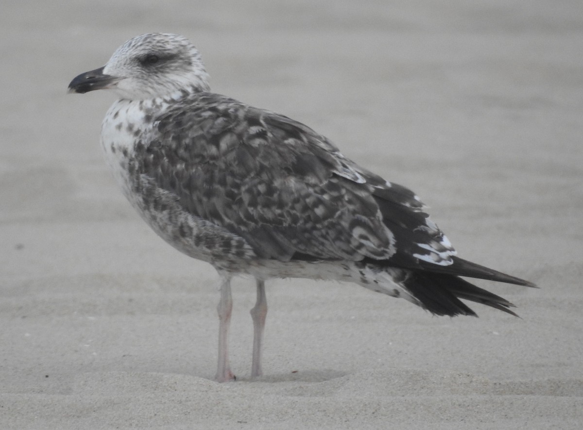 Gaviota Sombría - ML621656711