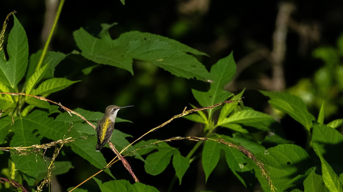 Ruby-throated Hummingbird - ML621656755