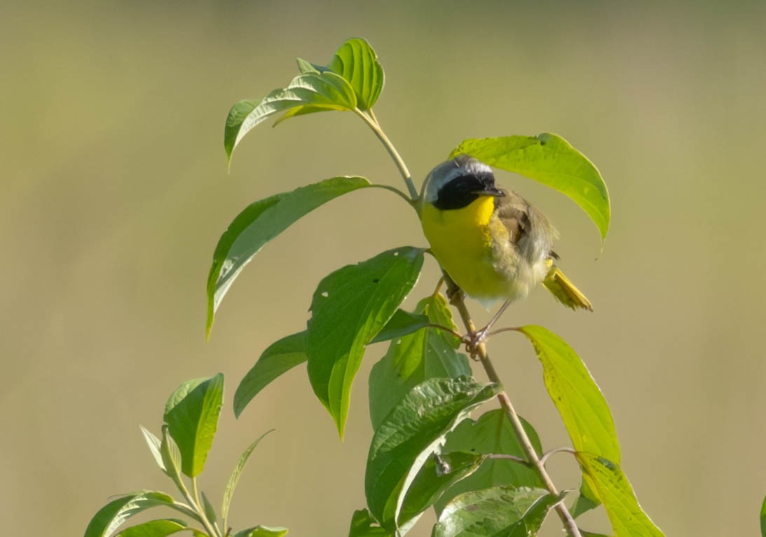 Common Yellowthroat - ML621656825