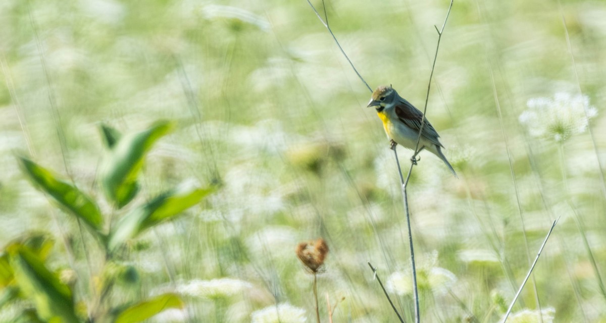 Dickcissel - ML621656834