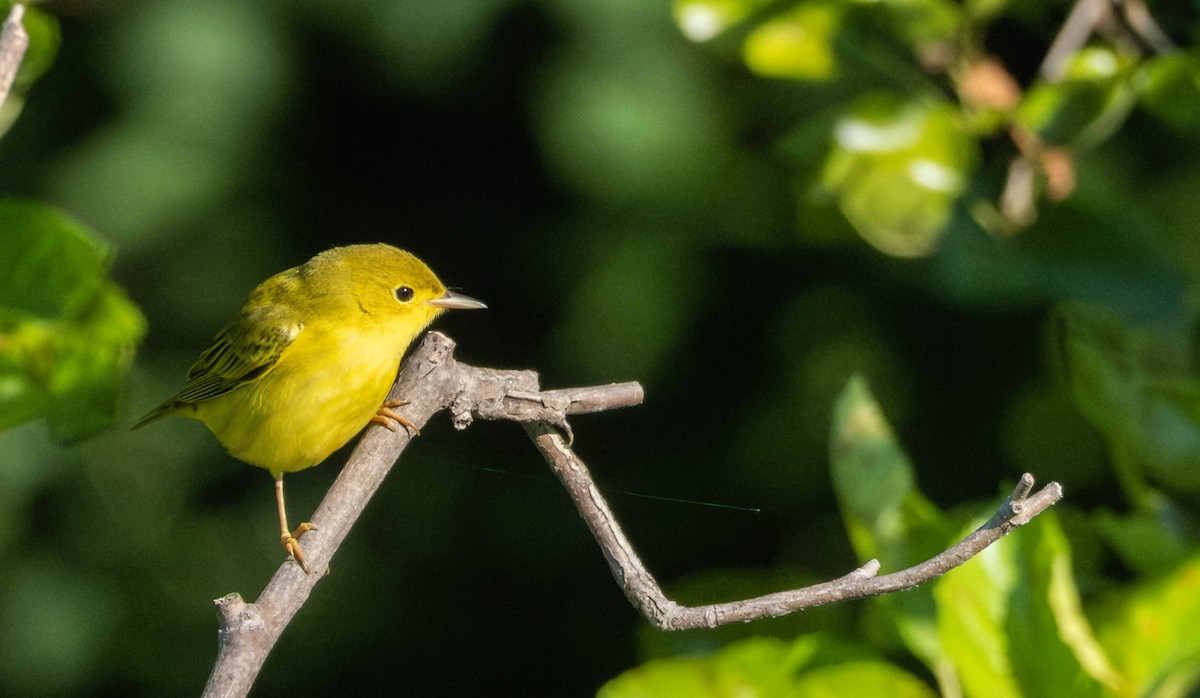 Yellow Warbler - ML621656841