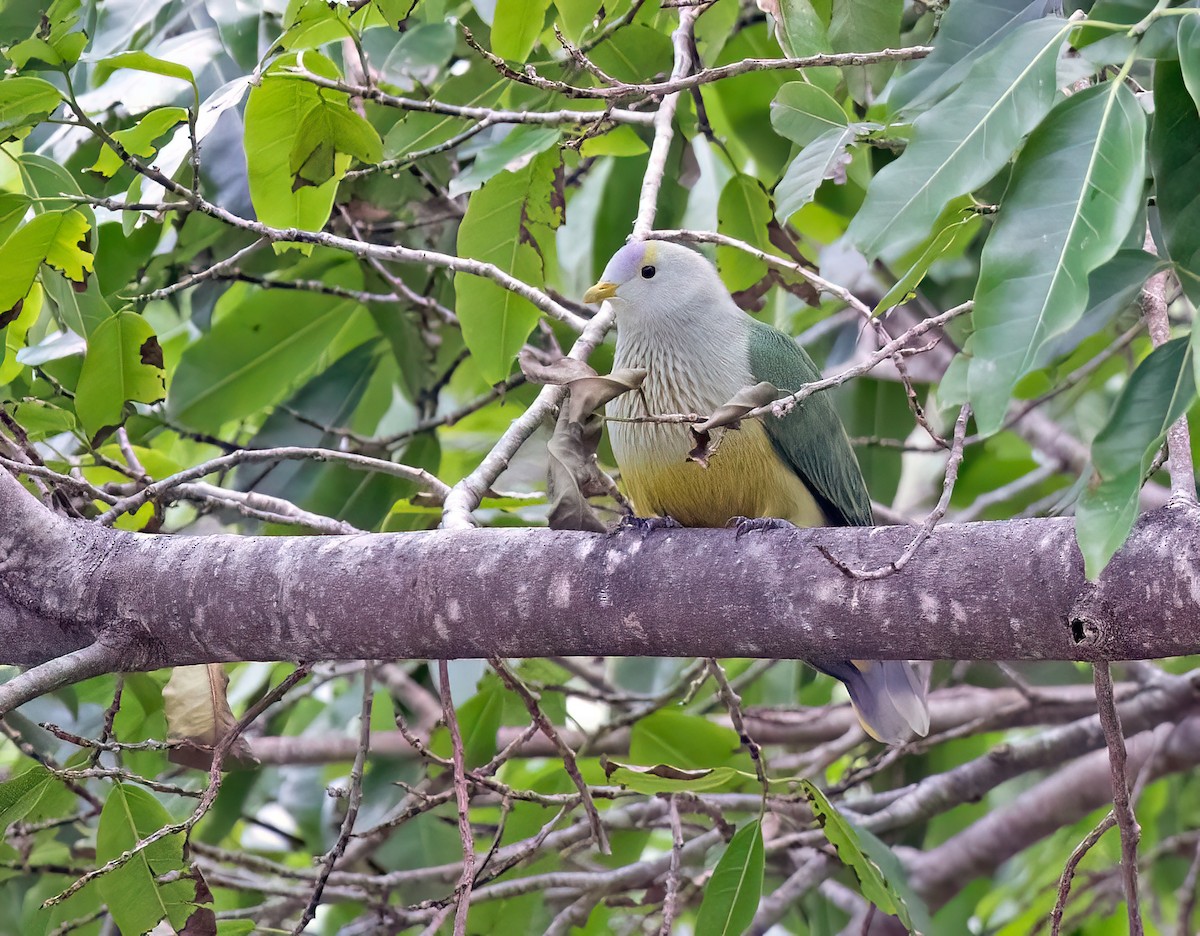 Raiatea Fruit-Dove - ML621656844