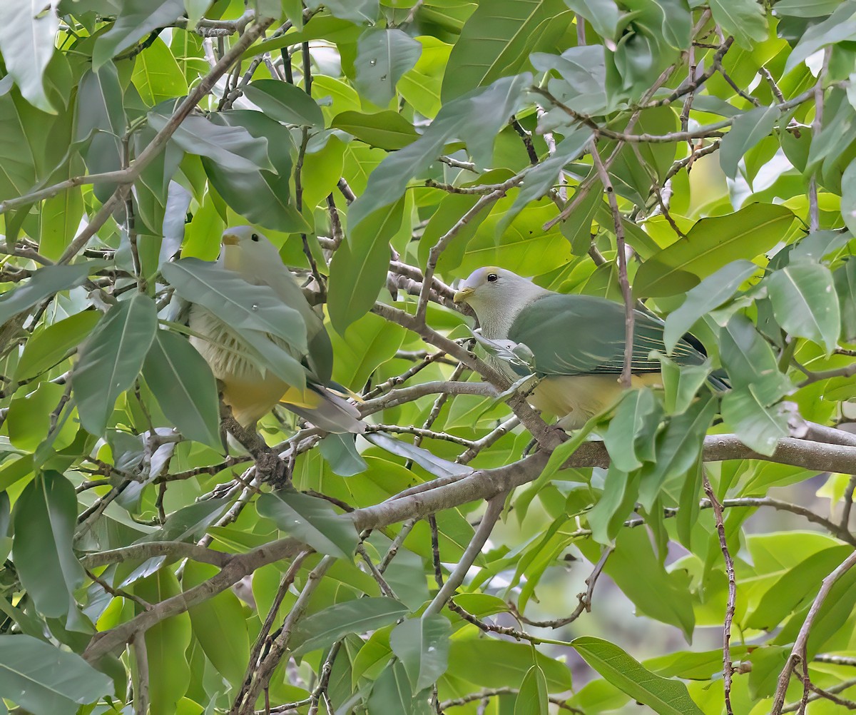 Raiatea Fruit-Dove - ML621656845