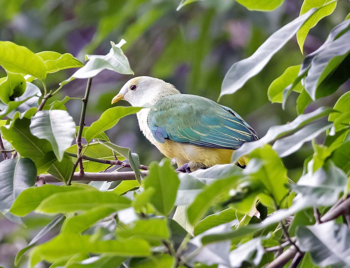 Raiatea Fruit-Dove - ML621656846