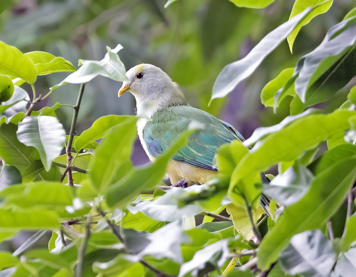 Raiatea Fruit-Dove - ML621656847