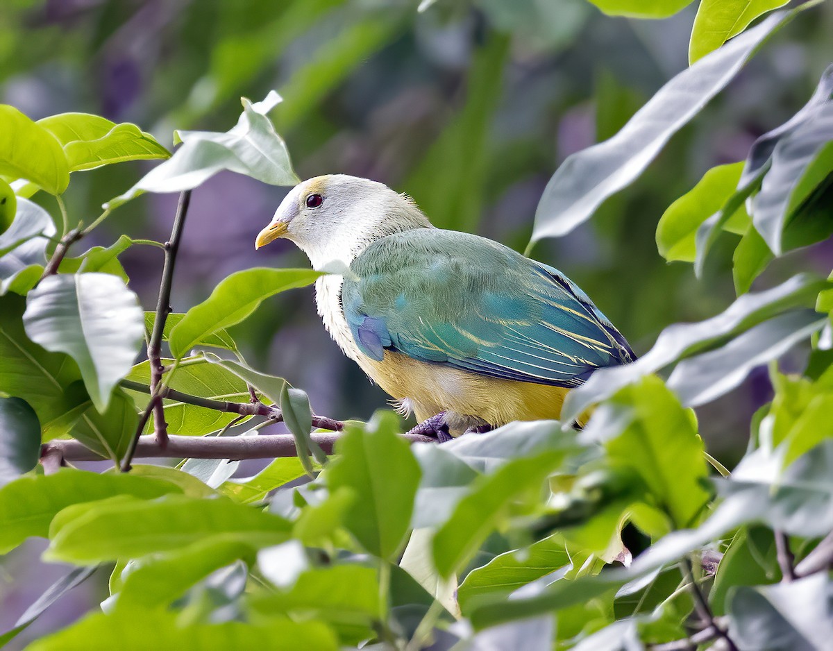 Raiatea Fruit-Dove - ML621656848