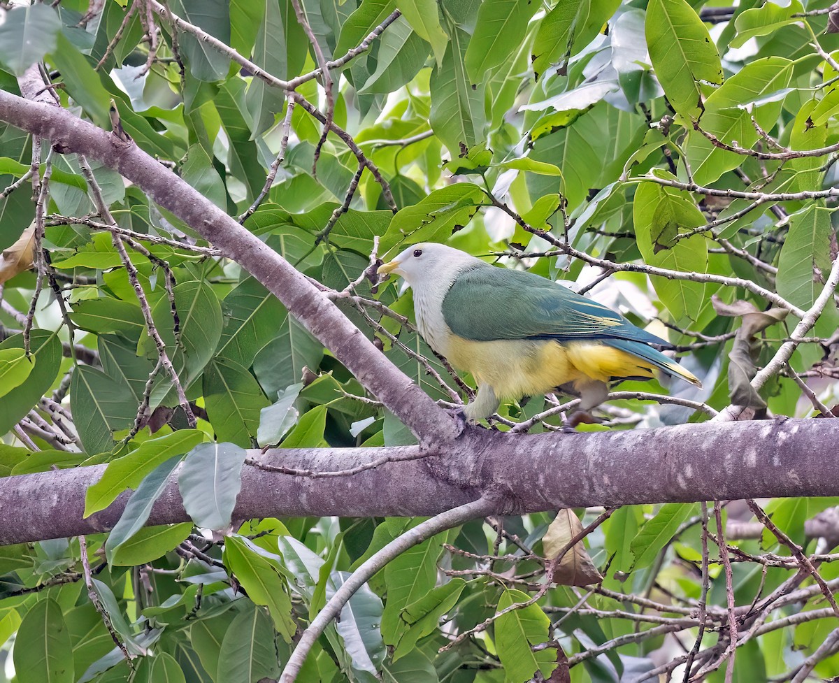 Raiatea Fruit-Dove - ML621656849