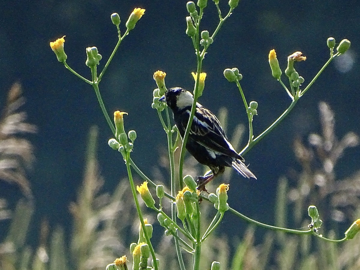 Goglu des prés - ML621656865