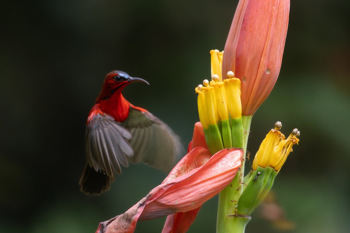 Crimson Sunbird - ML621656869