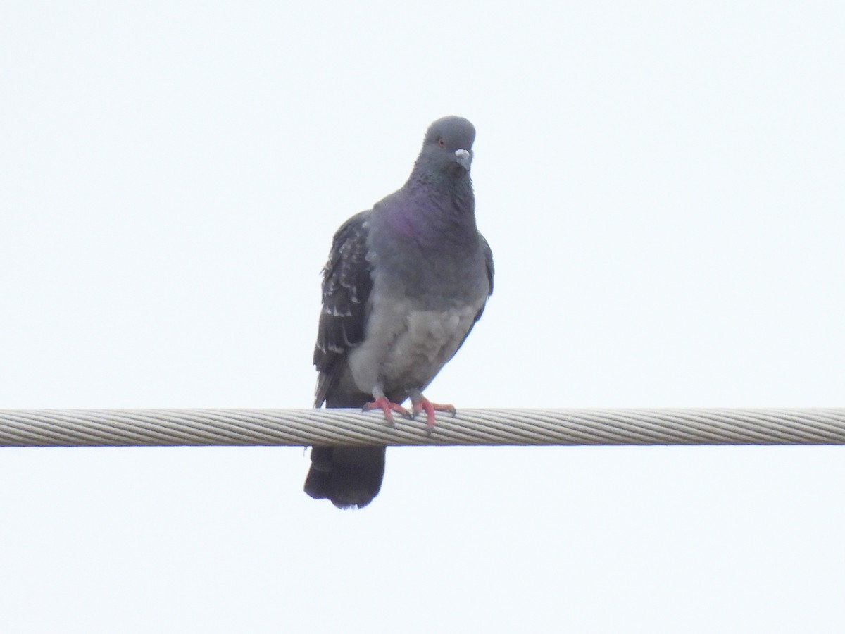 Rock Pigeon (Feral Pigeon) - ML621656883