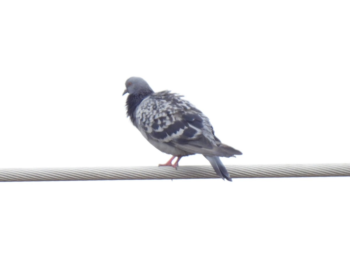 Rock Pigeon (Feral Pigeon) - ML621656887