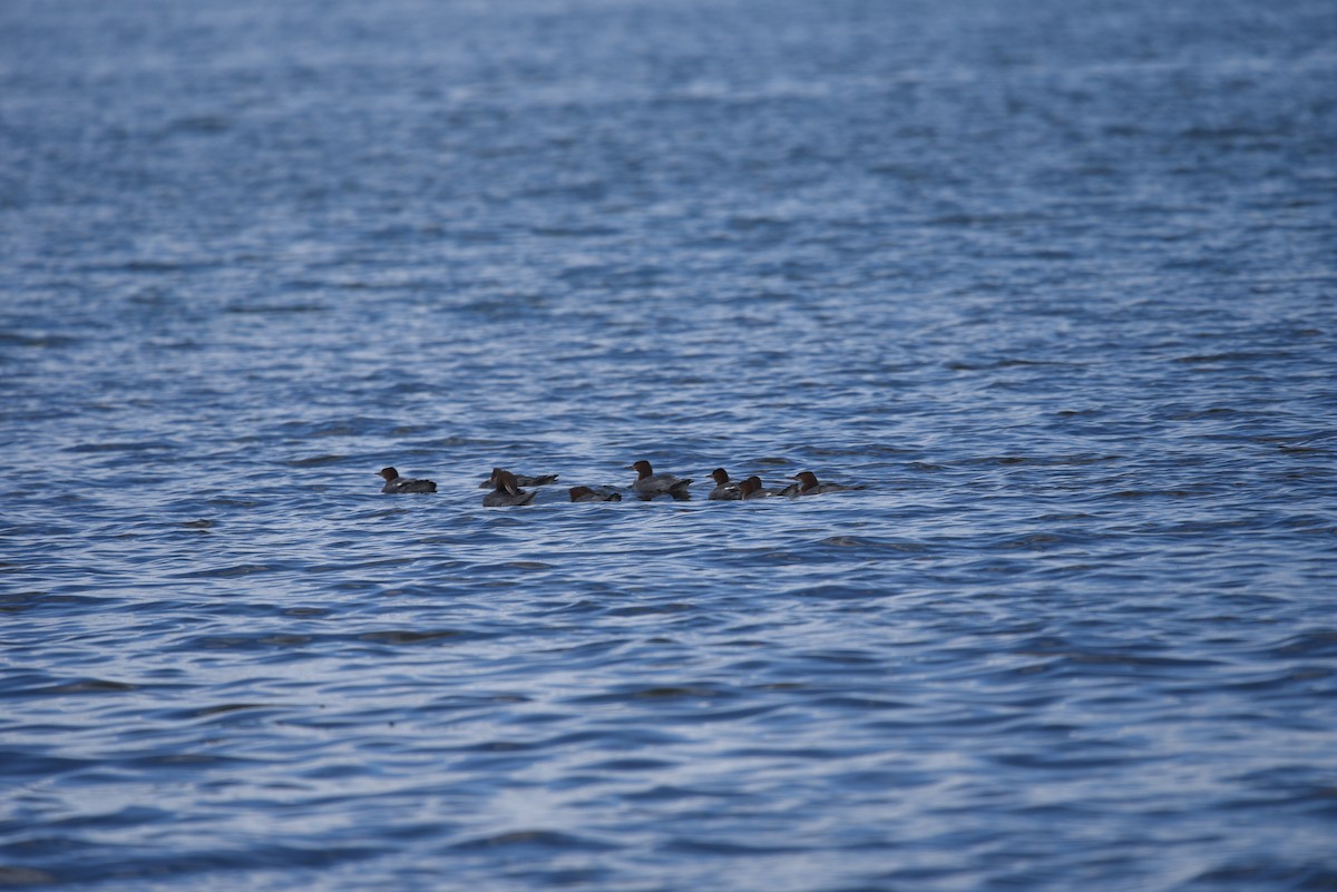 Common Merganser - ML621656900