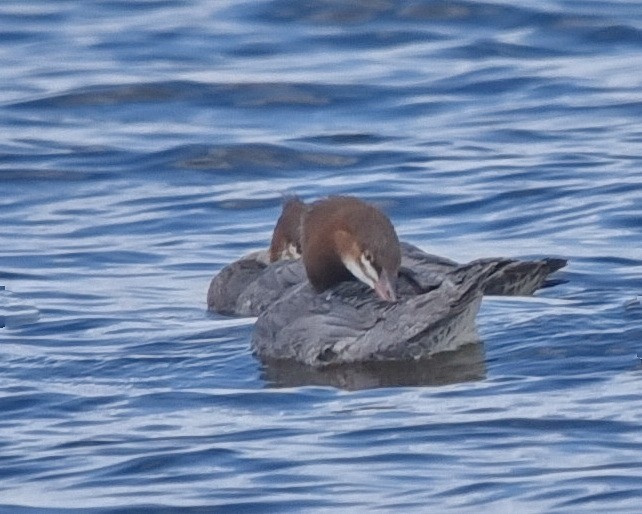 Common Merganser - ML621656901