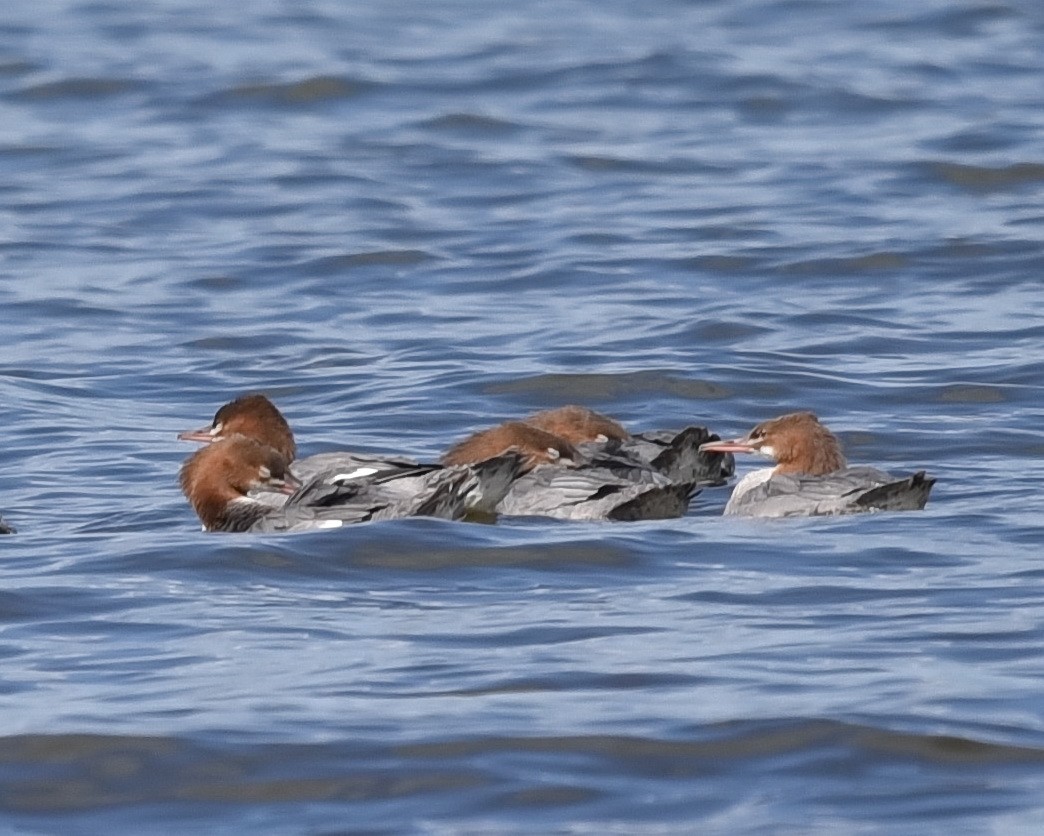 Common Merganser - ML621656918