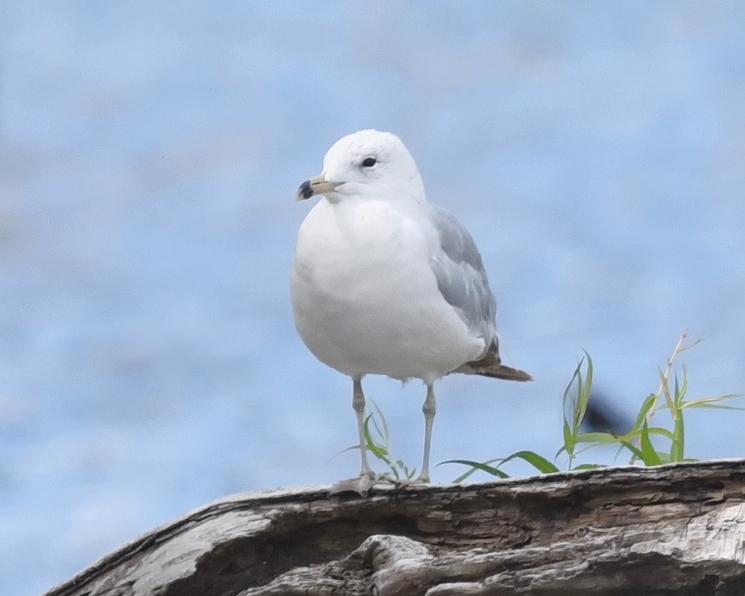 Ring-billed Gull - ML621656919