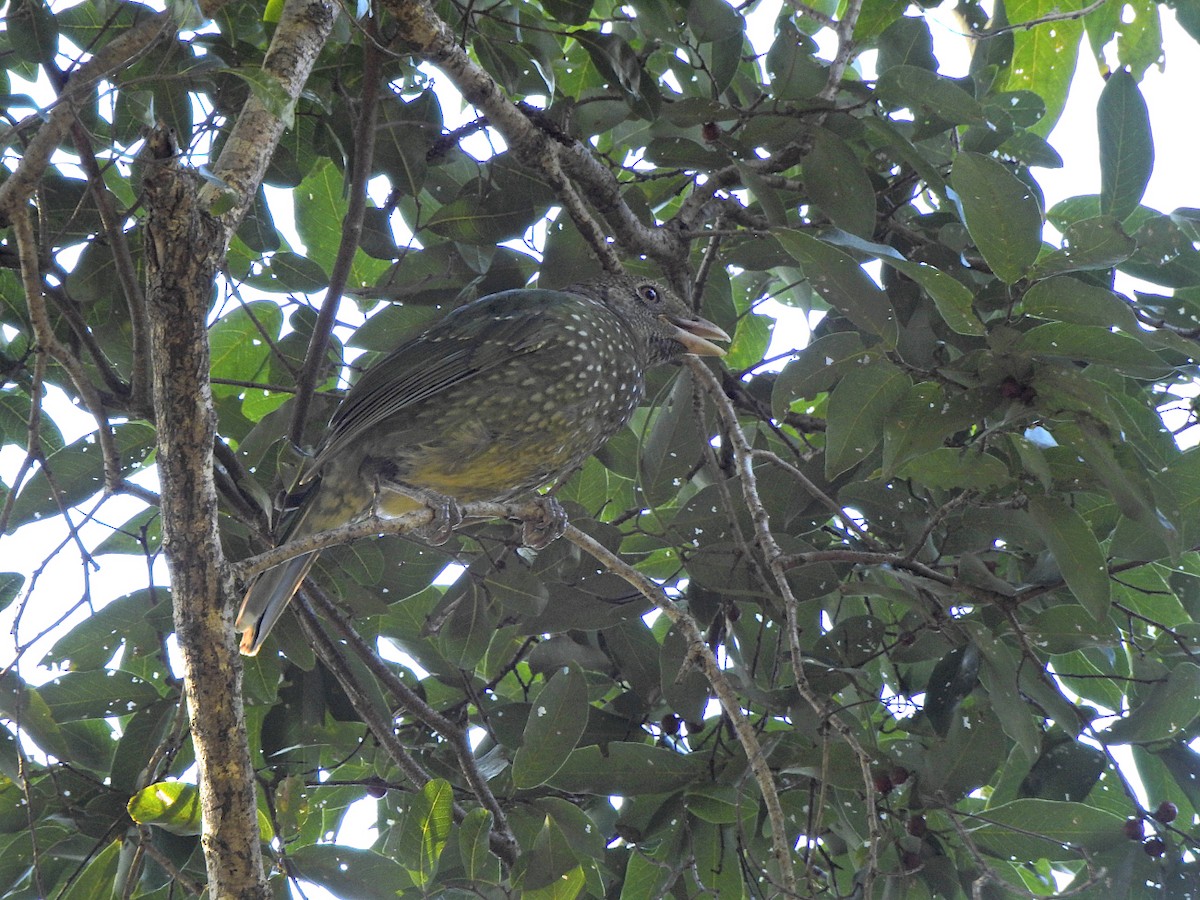 Green Catbird - ML621656937