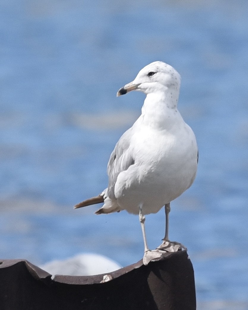 Ring-billed Gull - ML621656942