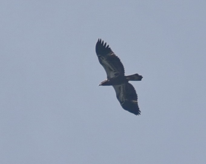 Weißkopf-Seeadler - ML621656945