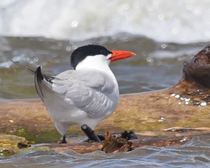 Caspian Tern - Barb and Lynn