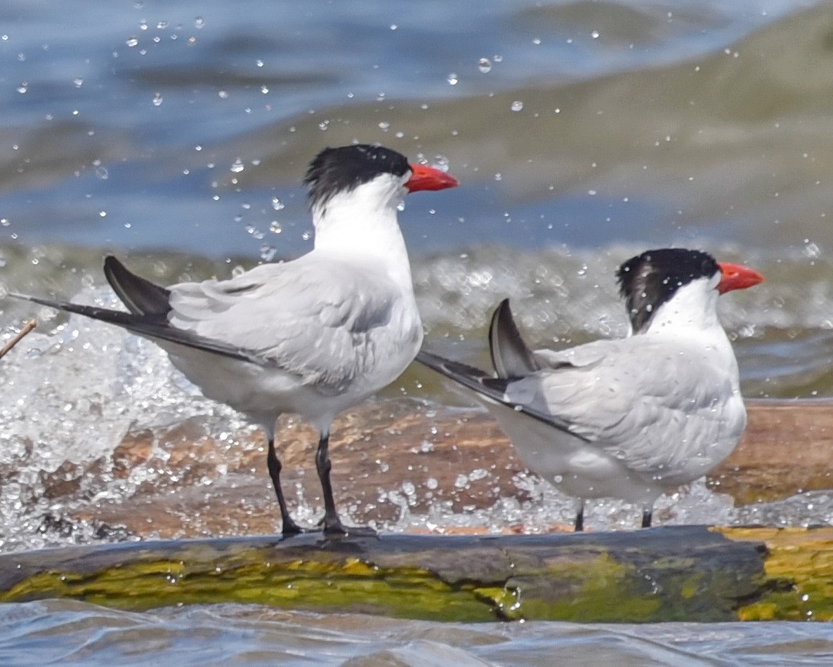 Caspian Tern - ML621656991