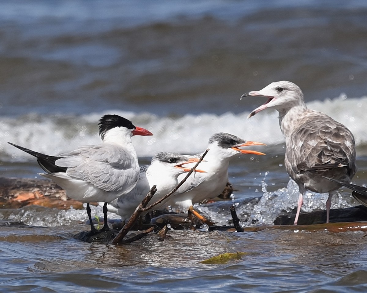 Caspian Tern - ML621656992