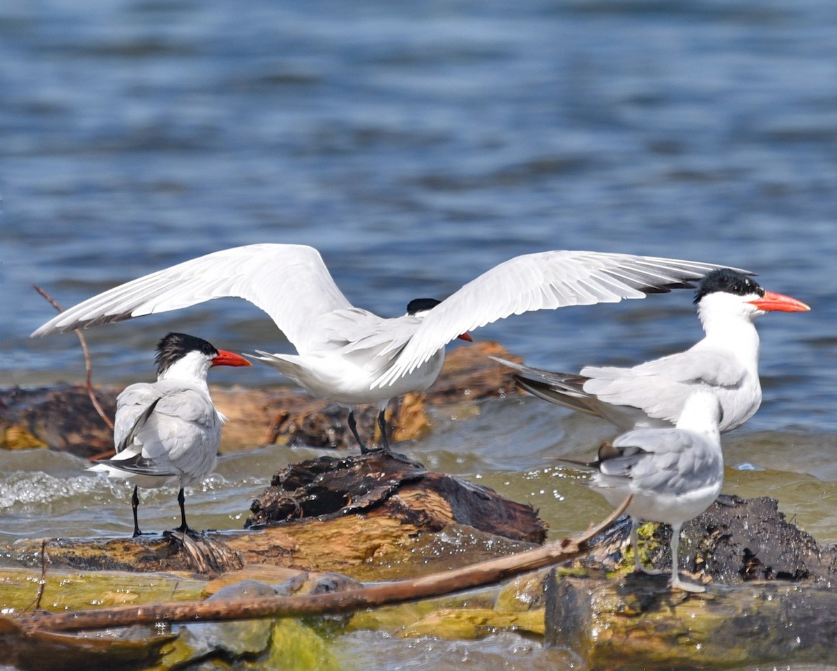 Caspian Tern - ML621657003