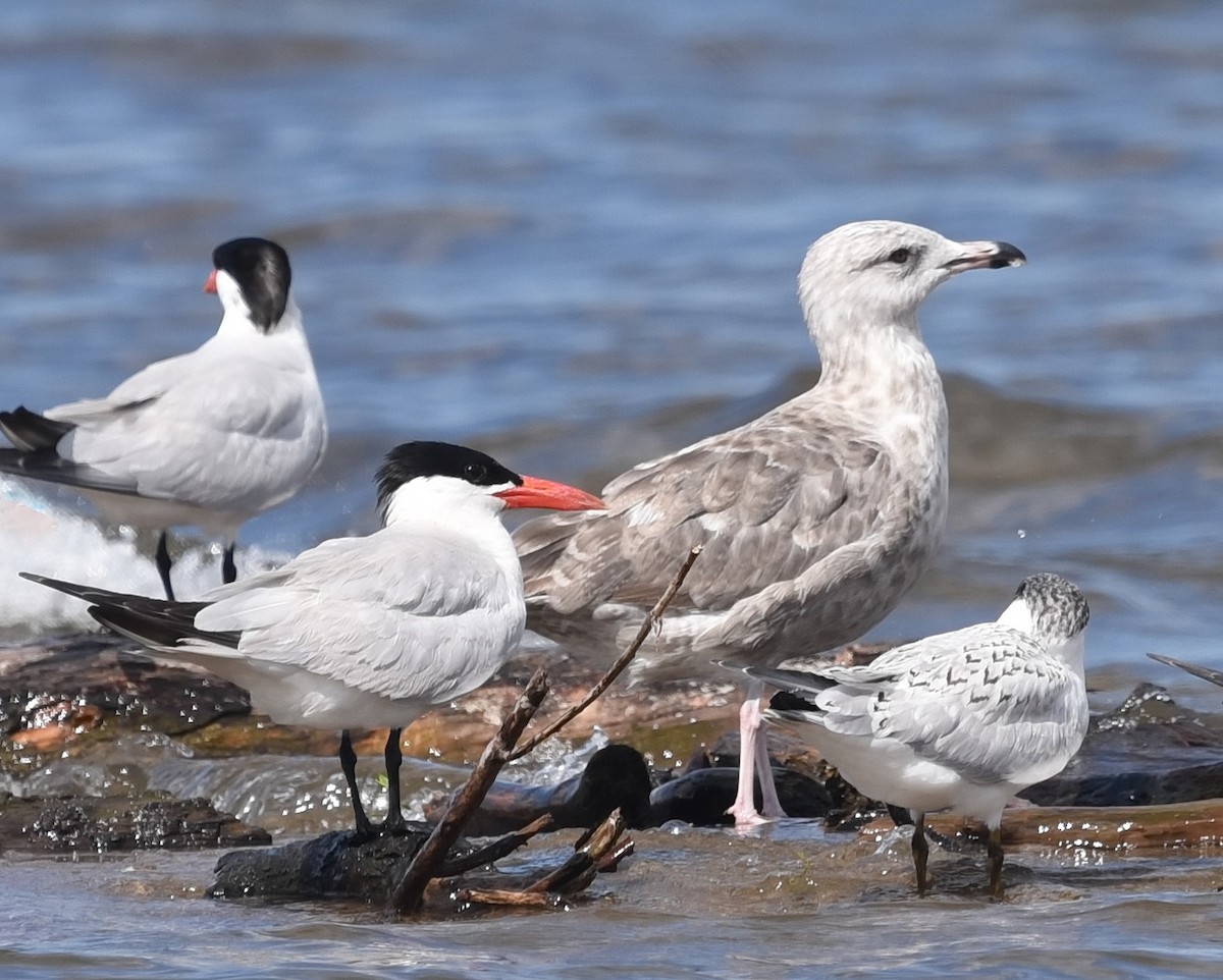 Herring Gull (American) - ML621657016