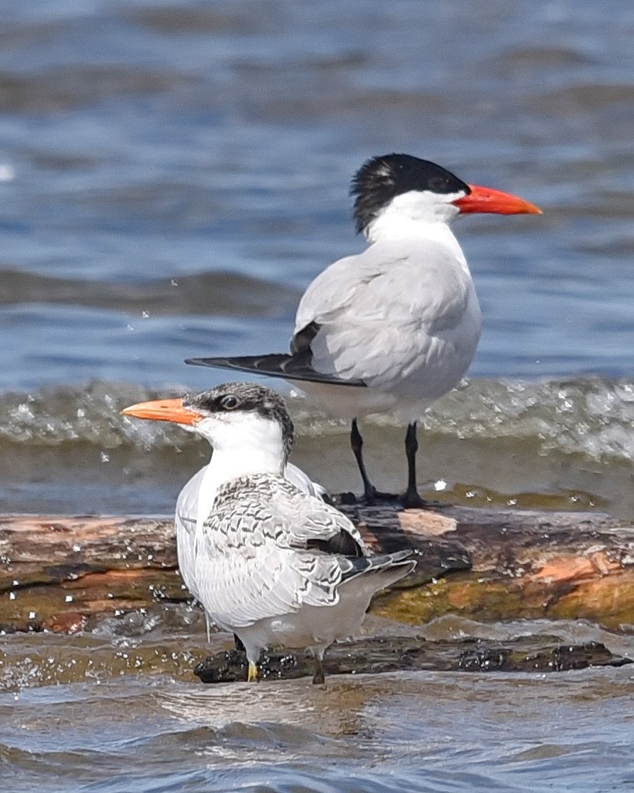 Caspian Tern - ML621657022