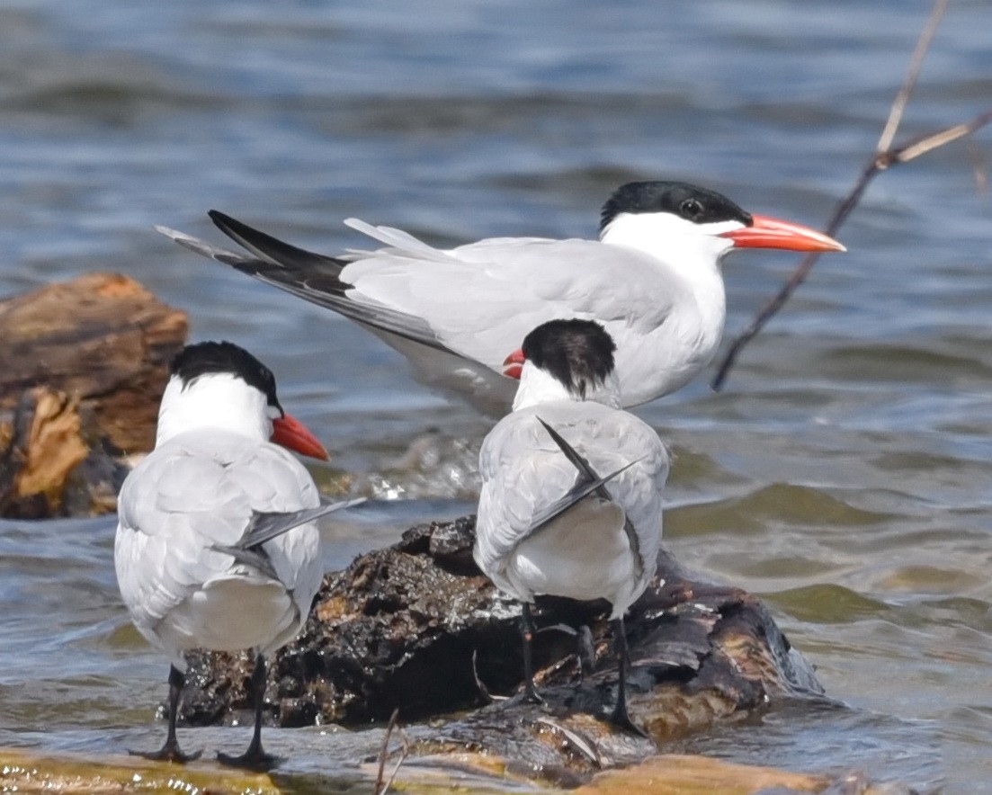 Caspian Tern - ML621657041