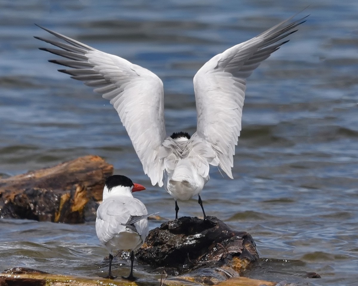 Caspian Tern - ML621657061