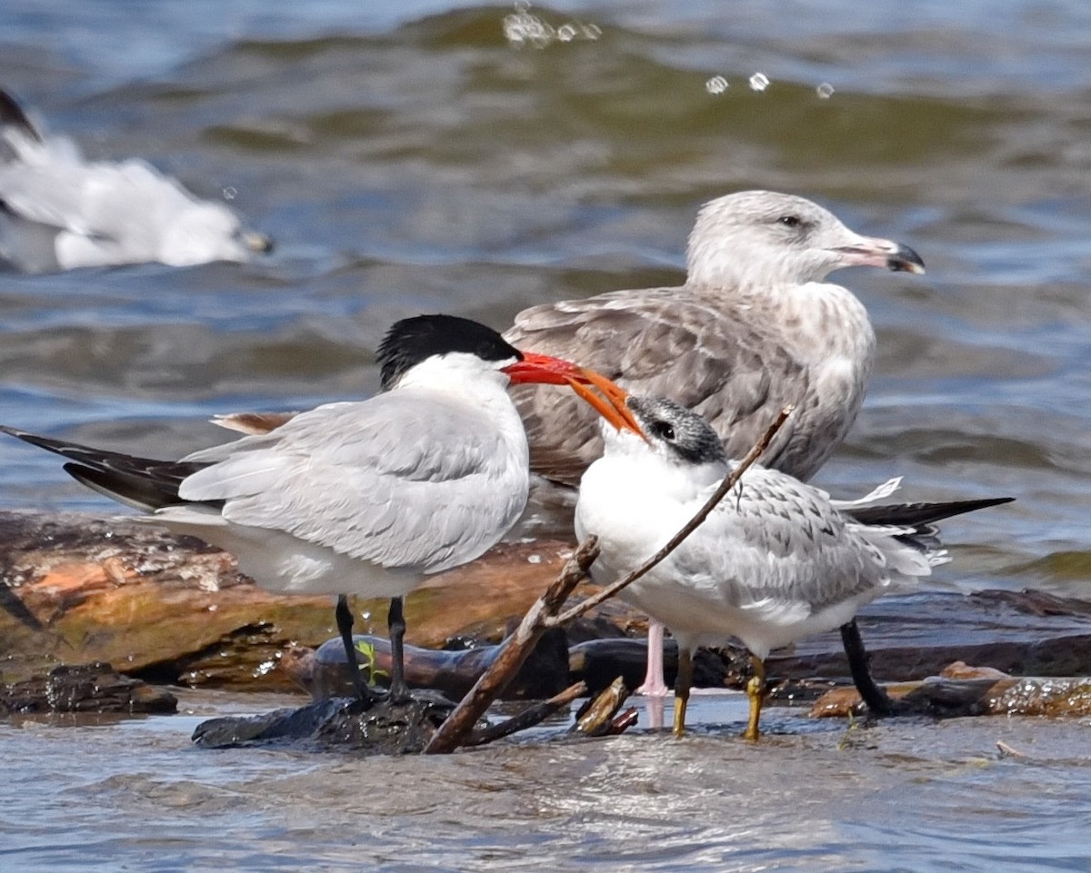 Caspian Tern - ML621657064