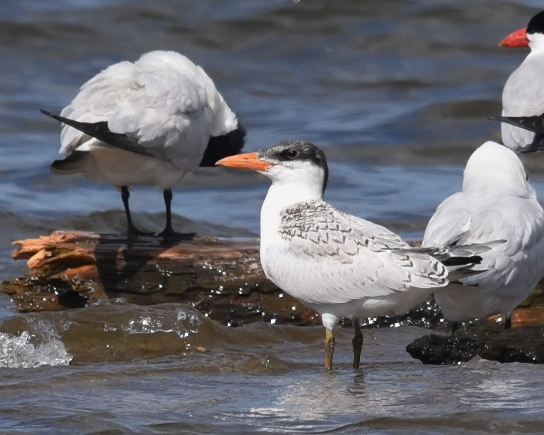 Caspian Tern - ML621657074