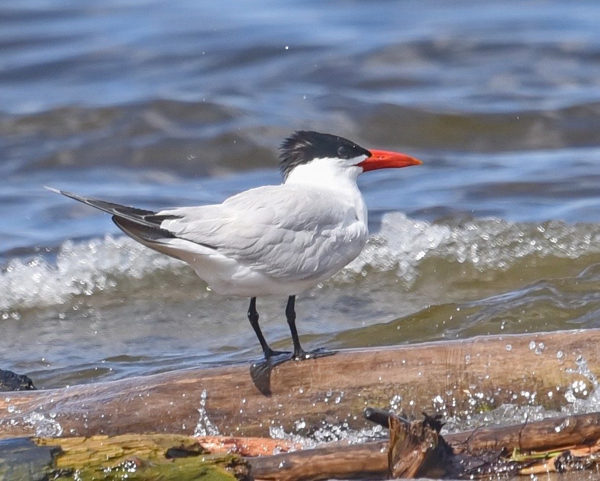 Caspian Tern - ML621657081