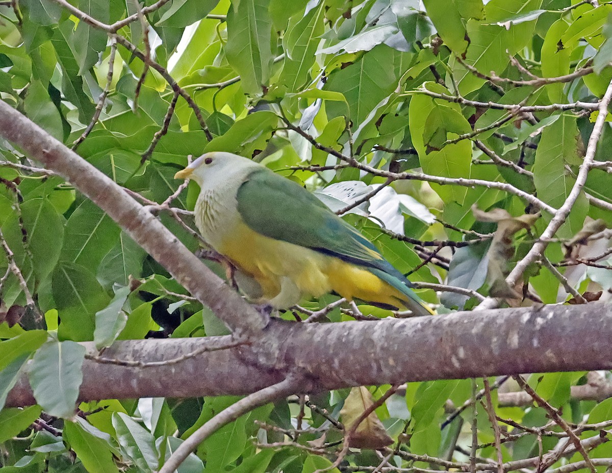 Raiatea Fruit-Dove - ML621657116