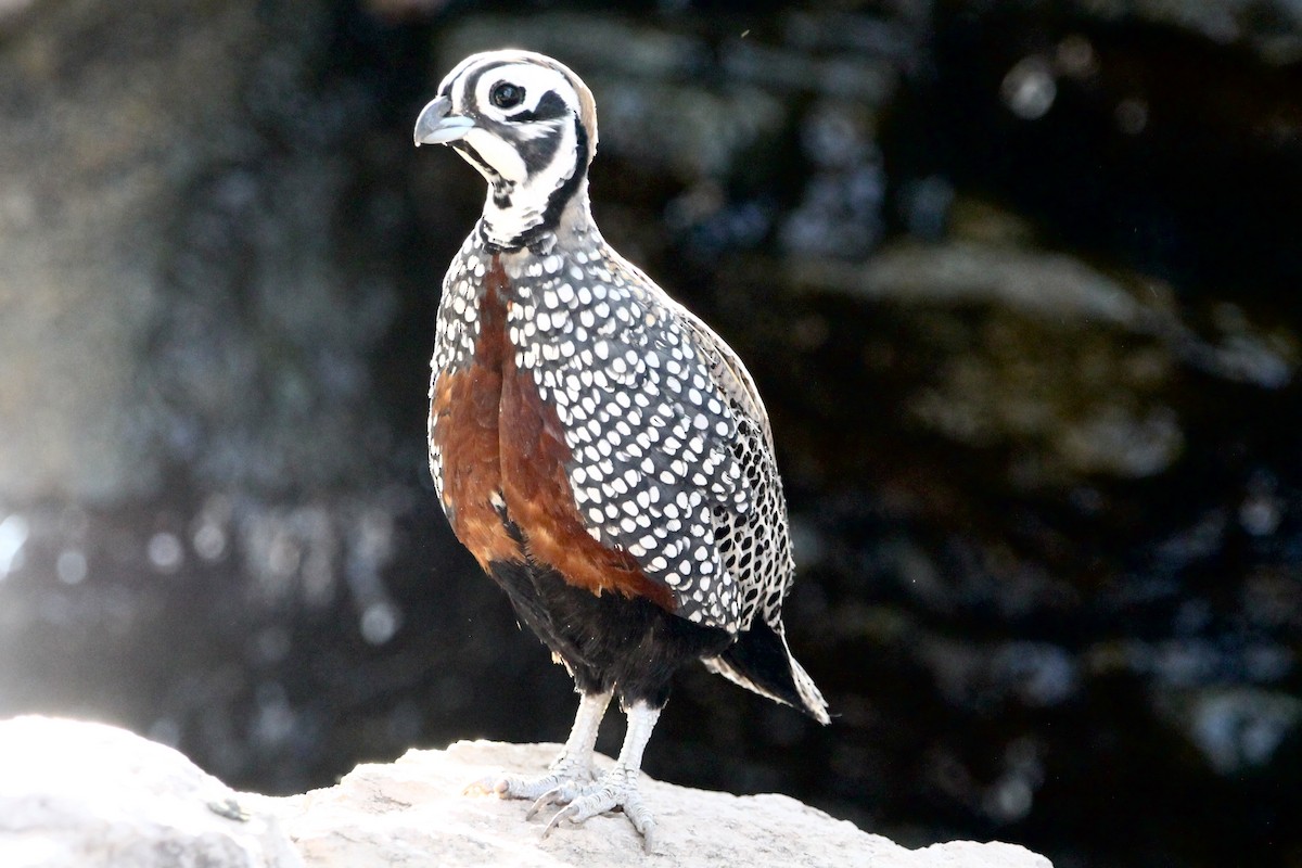 Montezuma Quail - ML621657154