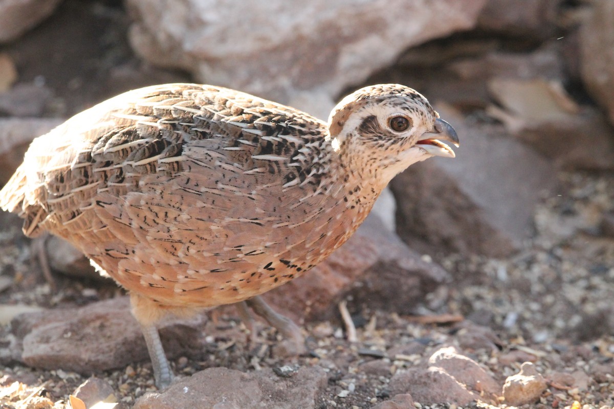 Montezuma Quail - ML621657156